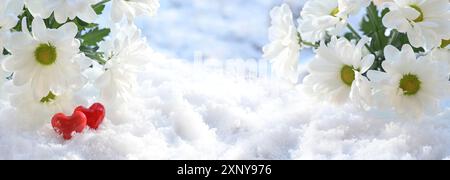 Fiori a margherita bianchi o crisantemo e due cuori rossi di vetro stesi sulla neve, amore e valenziana in ampio formato panoramico, copia Foto Stock