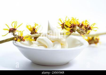 Ramoscello di Hamamelis (amelia) con fiori gialli e una piccola ciotola bianca con crema per la pelle, cosmetici naturali curativi, sfondo chiaro, primo piano Foto Stock