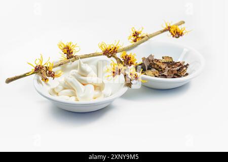 Ramo di hamamelis in fiore (amelia strega), crema per la cura della pelle e corteccia secca e foglie, cosmetici naturali della pianta medicale, sfondo chiaro, copia Foto Stock