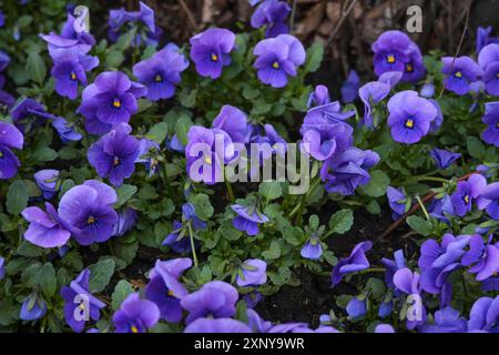 Piantare la primavera con molta pansia blu-violetta (Viola cornuta) in un letto di fiori nel giardino, copiare spazio, messa a fuoco selezionata, profondità stretta di Foto Stock