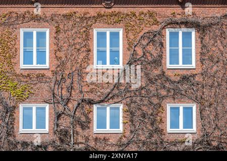 Facciata della casa costruita in mattoni rossi con finestre bianche, ingrossata con vite selvaggia con le prime foglie in primavera, parete verde in città Foto Stock