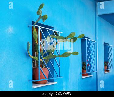 Pero d'India in vaso verde (Opuntia) che cresce attraverso una griglia a finestra su una facciata blu di una tradizionale casa cittadina a Salonicco, Grecia, copia spazio Foto Stock