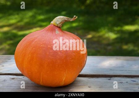 Zucca kuri rossa appena raccolta o zucca Hokkaido o su un tavolo da giardino in legno, sana verdura di stagione in estate e autunno, spazio copia Foto Stock