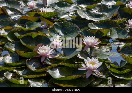 Bluehende Seerosen auf einem Dorfteich. 02.08.2024, Zschirla, GER - Bluehende Seerosen, Zschirla Sachsen Deutschland, DEU Seerosen *** ninfee blu su un laghetto del villaggio 02 08 2024, Zschirla, GER Blue, Zschirla Sassonia Germania, Gigli d'acqua DEU Foto Stock