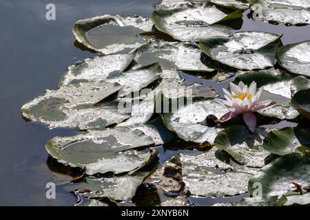 Bluehende Seerose auf einem Dorfteich. 02.08.2024, Zschirla, GER - Bluehende Seerose, Zschirla Sachsen Deutschland, DEU Seerosen *** Giglio d'acqua blu su un laghetto del villaggio 02 08 2024, Zschirla, Giglio d'acqua GER Blue, Zschirla Sassonia Germania, Gigli d'acqua DEU Foto Stock