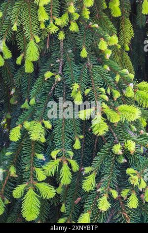 Picea abies 'Gold Drift', abete rosso norvegese con nuove foglie emergenti in primavera, Quebec Foto Stock