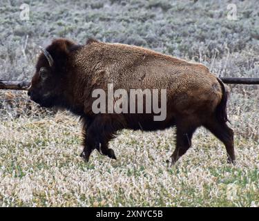 Bisonte americano. Parco nazionale di Grand Teton. Wyoming, Stati Uniti Foto Stock