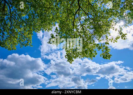 Ammira attraverso il fresco fogliame di tiglio il cielo soleggiato con nuvole bianche, primavera, Vogelsberg, Assia, Germania Foto Stock