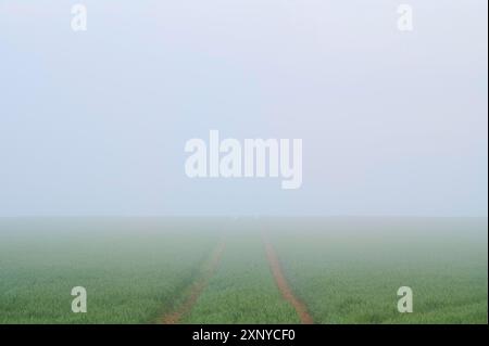 Campo nebbioso con sentiero che porta in lontananza, un'atmosfera tranquilla e tranquilla, prati verdi alla luce del mattino, primavera, Grossheubach, Miltenberg Foto Stock