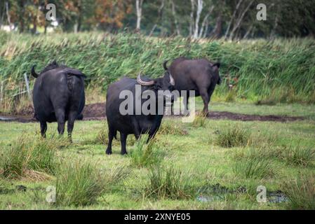 Bufalo d'acqua (Bubalus arnee) in un prato sulla penisola del Mar Baltico Fischland-Darss-Zingst, Prerow, Meclemburgo-Vorpommern, Germania Foto Stock