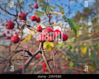 Bacche rosse di biancospino maturo che crescono nel cespuglio della foresta. Primo piano frutta sana naturale. Stagione autunnale nel bosco Foto Stock
