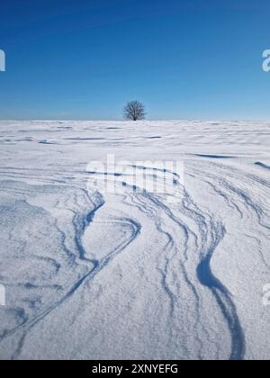 Vista del paesaggio con un albero solitario sul campo innevato con ciaspole modellate dal vento e la bufera come linee principali. Freddo paesaggio invernale con una quercia Foto Stock