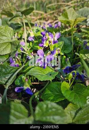 Fiori di legno violetto (Viola odorata) specie di Violaceae che fioriscono nella foresta all'inizio della primavera Foto Stock