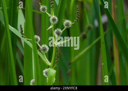 Bur-Reed (Sparganium), pianta della coda di gatto, stagno, stagno, parco naturale Swabian-Franconian Forest, Schwaebisch Hall, Heilbronn-Franconia, Hohenlohe Foto Stock