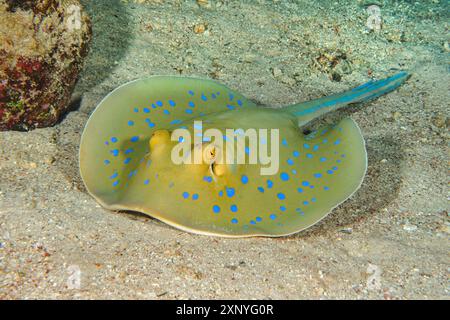 Raggio a coda di rondine blu (Taeniura lymma) la pastinaca maculata blu giace con pungiglioni velenose sulla coda su fondali sabbiosi fondali marini sabbiosi, Mar Rosso Foto Stock