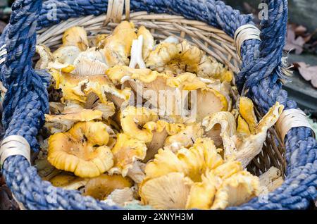 Un cestino di funghi canterelle dorati selvatici forgiati nel pacifico nord-occidentale Foto Stock