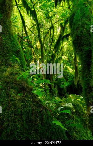 Imbuto terrestre, Monti Sabini, grotta carsica verde, Dolina del Revotano, Roccantica, provincia di Rieti, regione Lazio, Italia, Roccantica, Lazio, Italia Foto Stock