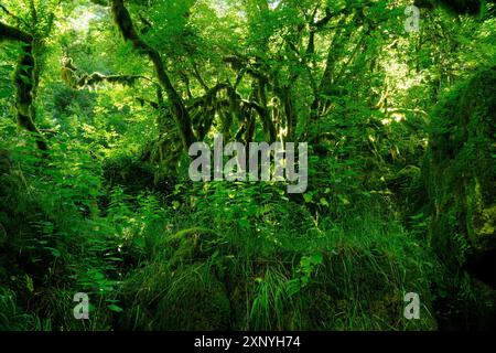 Imbuto terrestre, Monti Sabini, grotta carsica verde, Dolina del Revotano, Roccantica, provincia di Rieti, regione Lazio, Italia, Roccantica, Lazio, Italia Foto Stock