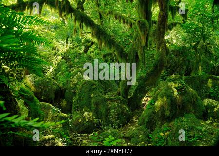 Imbuto terrestre, Monti Sabini, grotta carsica verde, Dolina del Revotano, Roccantica, provincia di Rieti, regione Lazio, Italia, Roccantica, Lazio, Italia Foto Stock