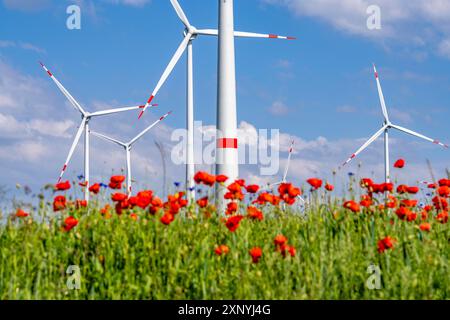 Parco eolico, campo con strisce di fiori, confine con campi a base di insetti con fiori misti, papaveri, a nord di Marsberg, Hochsauerlandkreis, a nord Foto Stock