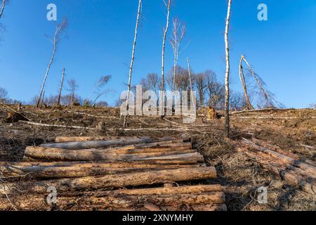 Area boschiva pulita a nord del villaggio di Hirschberg, distretto di Soest, sono stati abbattuti banchi di abete rosso morto, alberi morti a causa di infestazione di coleottero corteccia Foto Stock