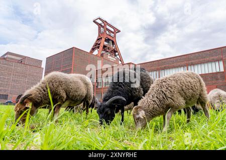 Le pecore del complesso industriale della miniera di carbone di Zollverein per la prima volta, 12 pecore Heidschnucken e Drenther Heideschafe pascoleranno nell'UNESCO Foto Stock