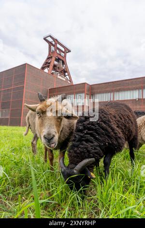 Le pecore del complesso industriale della miniera di carbone di Zollverein per la prima volta, 12 pecore Heidschnucken e Drenther Heideschafe pascoleranno nell'UNESCO Foto Stock