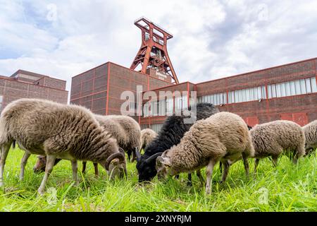 Le pecore del complesso industriale della miniera di carbone di Zollverein per la prima volta, 12 pecore Heidschnucken e Drenther Heideschafe pascoleranno nell'UNESCO Foto Stock