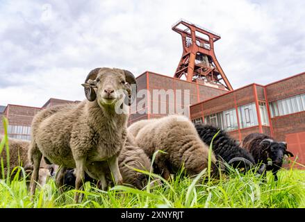 Le pecore del complesso industriale della miniera di carbone di Zollverein per la prima volta, 12 pecore Heidschnucken e Drenther Heideschafe pascoleranno nell'UNESCO Foto Stock