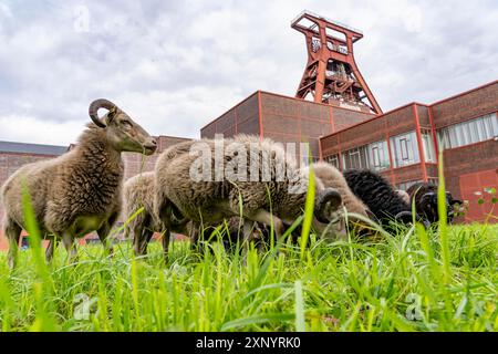 Le pecore del complesso industriale della miniera di carbone di Zollverein per la prima volta, 12 pecore Heidschnucken e Drenther Heideschafe pascoleranno nell'UNESCO Foto Stock