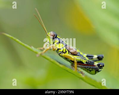 Cavalletta di montagna verde (Miramella alpina), cavalletta di montagna verde, cavalletta di montagna verde, insetto, insetti, primo piano, Foresta Nera Foto Stock