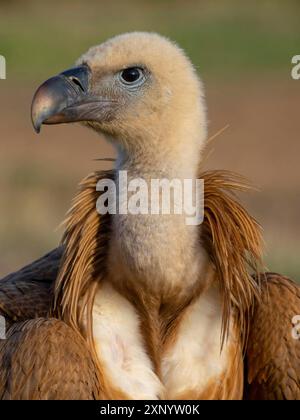 Griffon Vulture, Eurasian Griffon Vulture, Griffon Vulture, Eurasian Griffon (Gyps fulvu), Vautour fauve, Buitre Leonado, Ritratto, nasconde De Calera Foto Stock