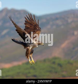 Aquila di Bonelli (Hieraetus fasciatus), Aigle de Bonelli, Aguila-azor Perdicera, Tawi Atayr, Salalah, Dhofar, Oman Foto Stock