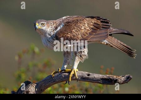 Aquila di Bonelli (Hieraetus fasciatus), Aigle de Bonelli, Aguila-azor Perdicera, Tawi Atayr, Salalah, Dhofar, Oman Foto Stock