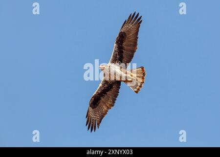 Aquila di Bonelli (Hieraetus fasciatus), Aigle de Bonelli, Aguila-azor Perdicera, Tawi Atayr, Salalah, Dhofar, Oman Foto Stock