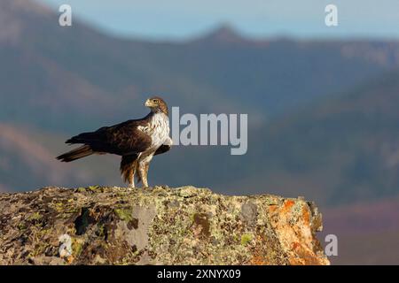 Aquila di Bonelli (Hieraetus fasciatus), Aigle de Bonelli, Aguila-azor Perdicera, Tawi Atayr, Salalah, Dhofar, Oman Foto Stock