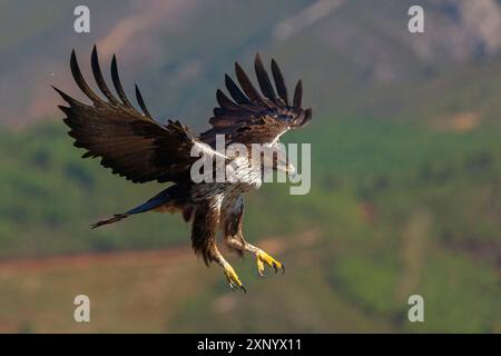 Aquila di Bonelli (Hieraetus fasciatus), Aigle de Bonelli, Aguila-azor Perdicera, Tawi Atayr, Salalah, Dhofar, Oman Foto Stock