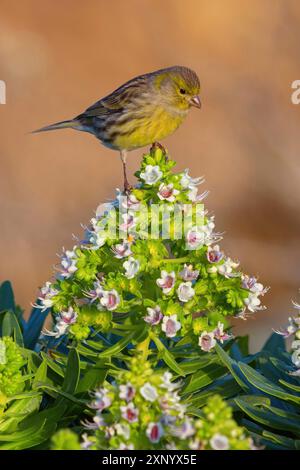 isole canarie atlantiche (Serinus canaria), famiglia finch, Lanzarote, Isole Canarie, Spagna Foto Stock