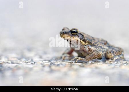 Dhofar Toad (Duttaphrynus dhufarensis), Toad, Ayn Razat, Salalah, Governatorato di Dhofar, Oman Foto Stock