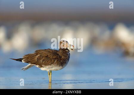 Hemprich's Gull, (Larus hemprichii), di medie dimensioni, marrone arrugginito, Raysut, Salalah, Dhofar, Oman Foto Stock