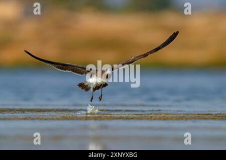 Hemprich's Gull, (Larus hemprichii), di medie dimensioni, marrone arrugginito, foto di volo, Raysut, Salalah, Dhofar, Oman Foto Stock