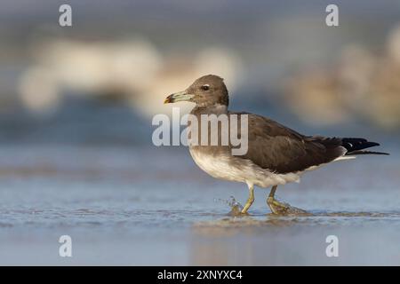 Hemprich's Gull, (Larus hemprichii), di medie dimensioni, marrone arrugginito, Raysut, Salalah, Dhofar, Oman Foto Stock