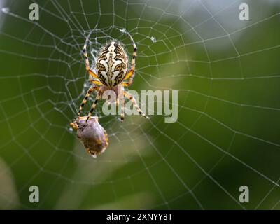 Aculepeira ceropegia (Araneus ceropegia), macrofotografia, ragno, aracnide, foresta Nera, regione di Feldberg, Baden-Wuerttemberg, Germania Foto Stock