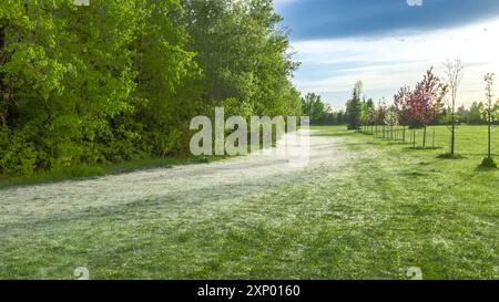 Giugno neve - Pioppo verde coperto Foto Stock