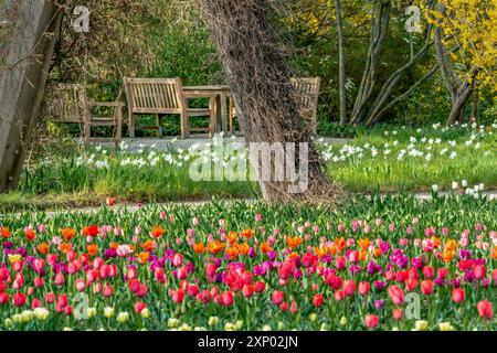 Britzer Garten, Berlino, Germania, 16 aprile 2020: Parte dello spettacolo di tulipani Tulipan 2020 barricato a Corona Foto Stock