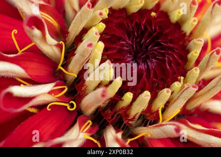 vista macro ravvicinata dello zinnia rosso e giallo, che mostra petali, centro e stami Foto Stock