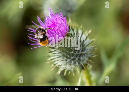 Buff-tailed bumblebee (Bombus terrestris) la raccolta del polline di un Thistle Foto Stock