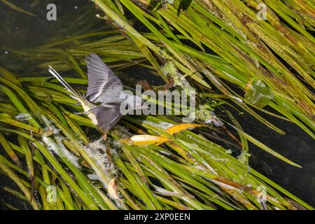 Giovane coda di rondine gialla (Motacilla flava) Camminando sulle foglie verdi sul fiume Ranking a Midhurst Foto Stock