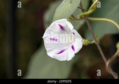 Comune mattina Gloria (Ipomoea purpurea L. Roth) che cresce selvaggia in Italia Foto Stock