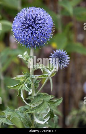 Blue Allium fiorisce in agarden a East Grinstead Foto Stock